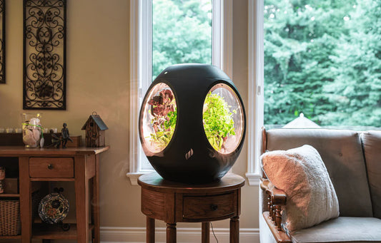 Indoor Gardening Without Soil: An Introduction to Aeroponics and Fogponics