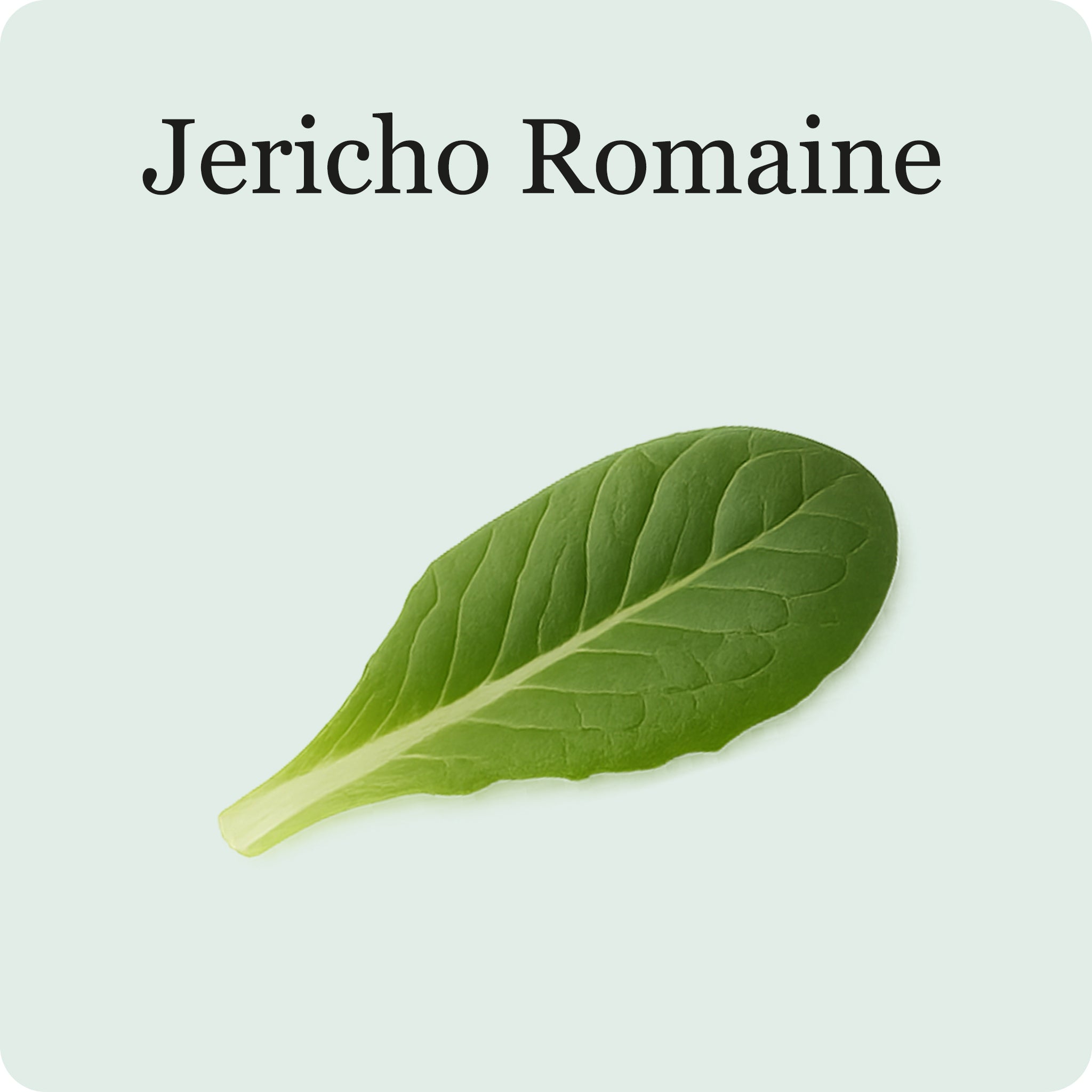 Lettuce Mix