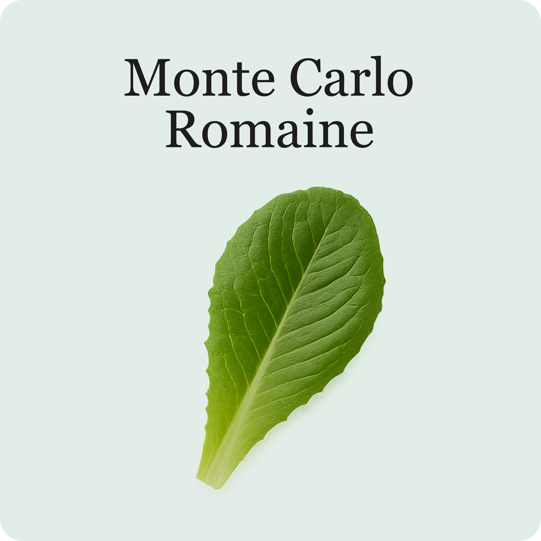 Lettuce Mix