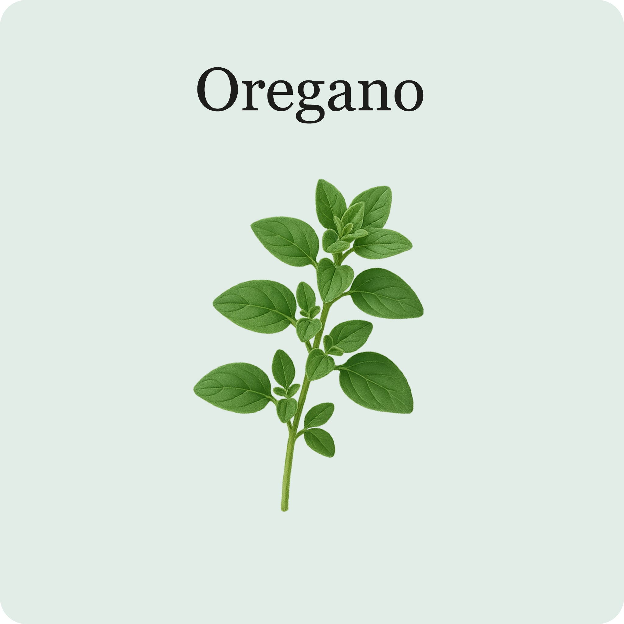 L'essentiel des Herbes