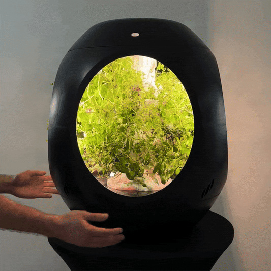 L'essentiel des Herbes