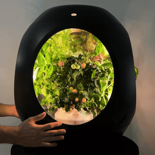 Mélange de Tomates Cerises