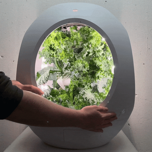 Mélange de chou frisé