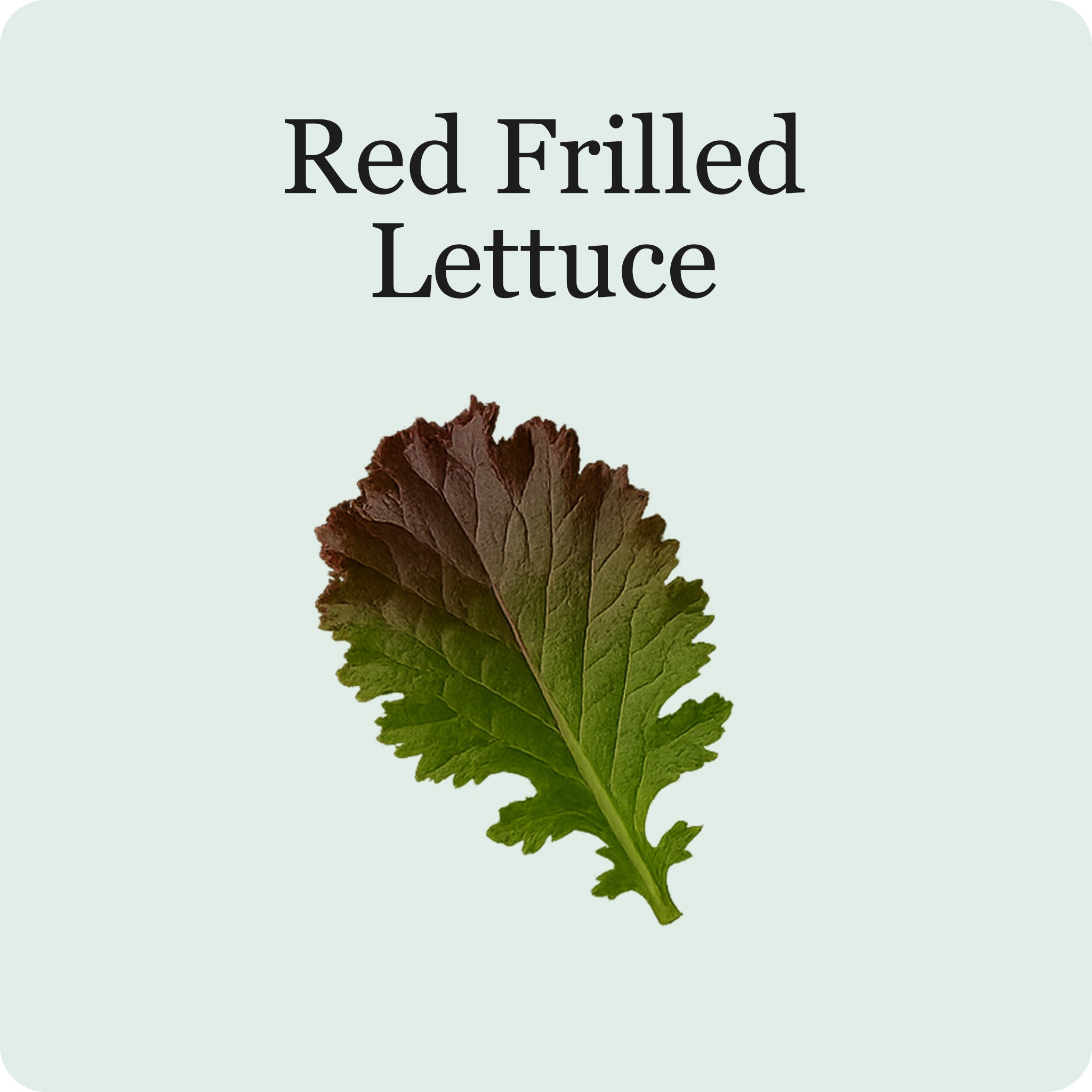 Lettuce Mix