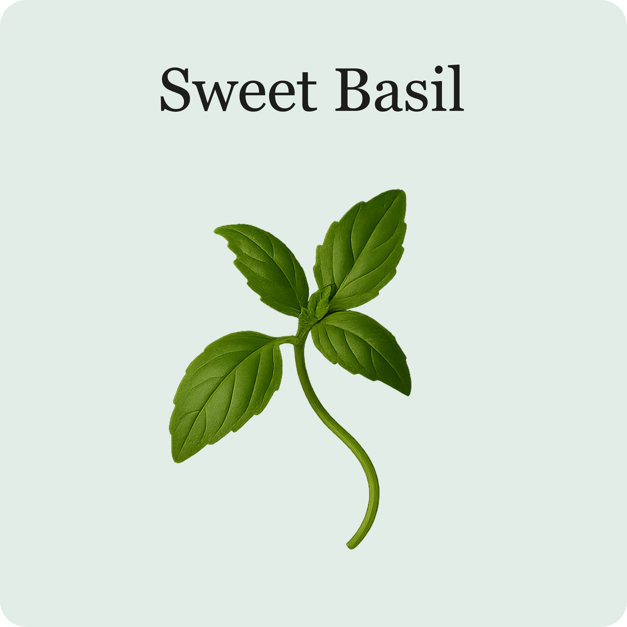 L'essentiel des Herbes
