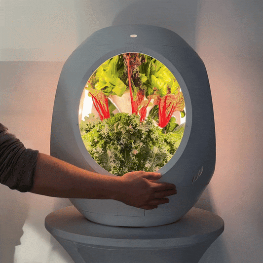 Mélange pour Salade Superfood