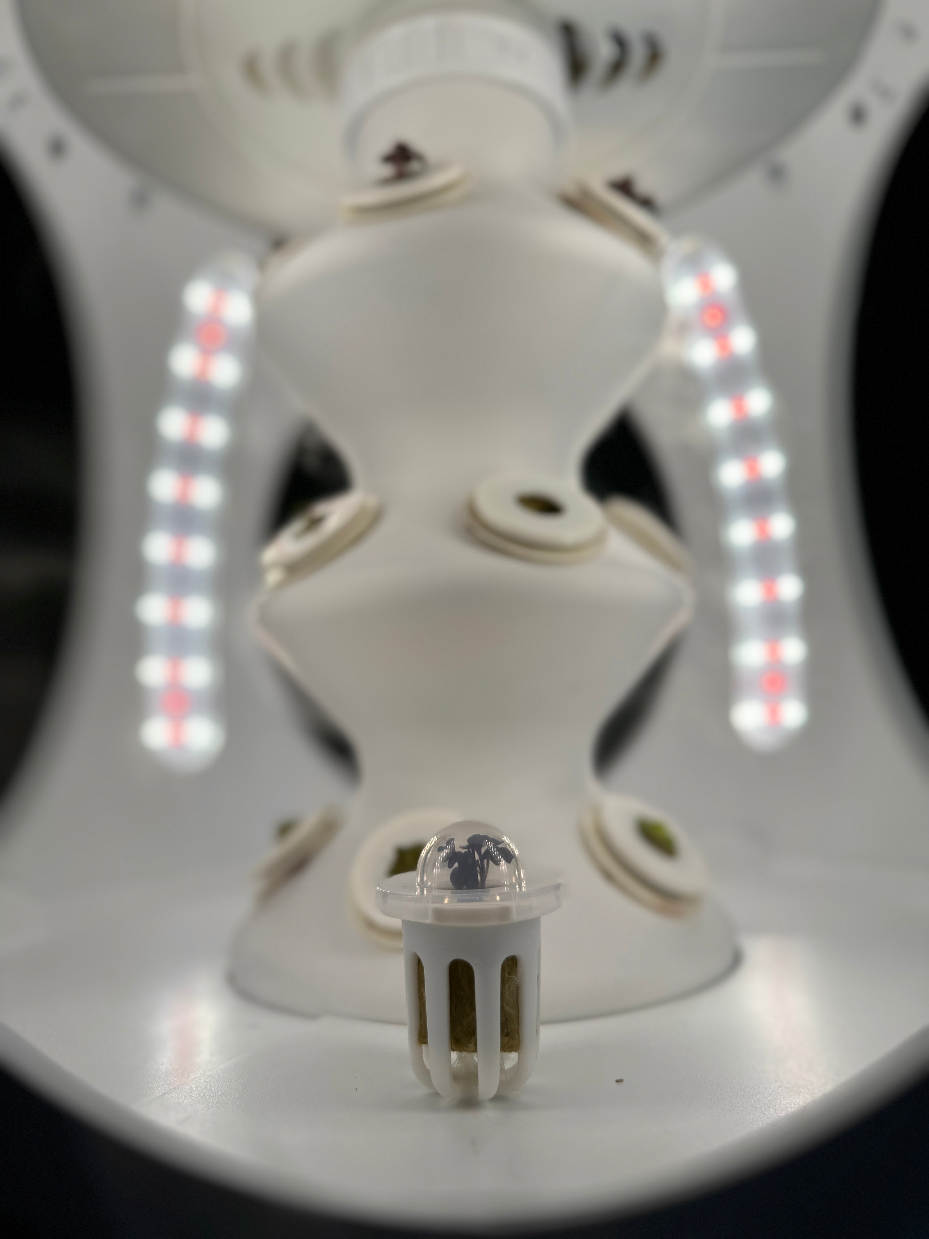 Smartphone with content on screen beside a potted plant against a white background with sunlight shadows.