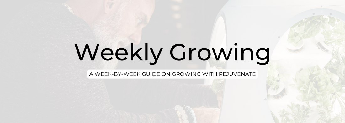 A Week-by-Week Guide on Growing with Rejuvenate