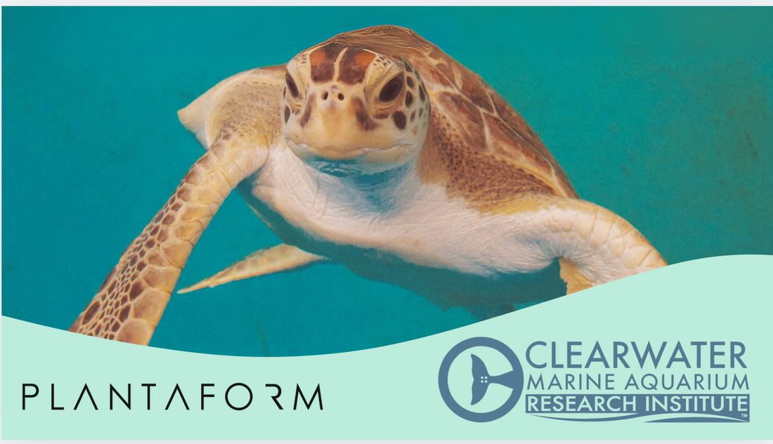 Case Study: How Clearwater Marine Aquarium is Using Fogponics to Feed Its Rescue Animals