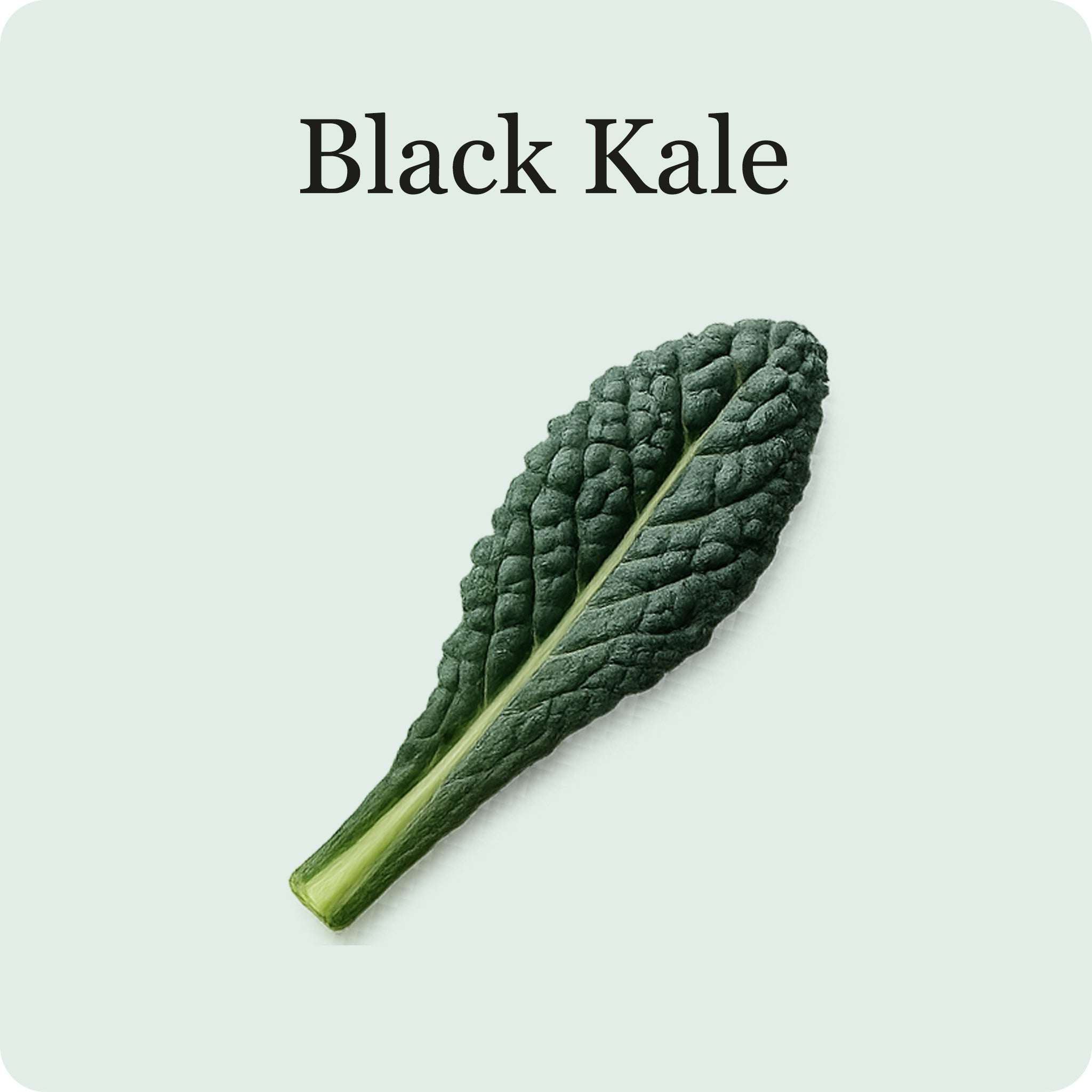 Superfood Salad Mix