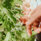Smart Indoor Garden