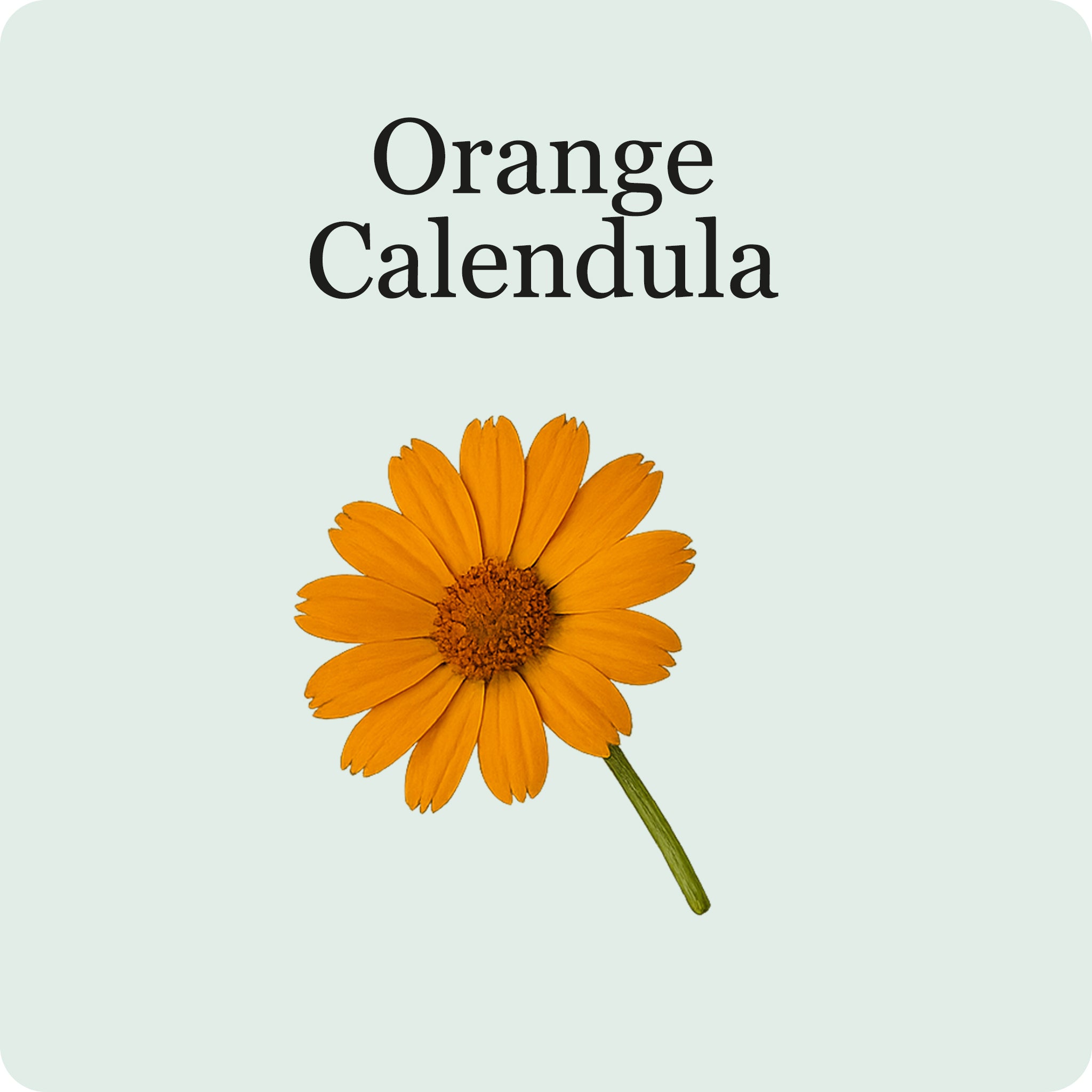 Edible Flower Mix