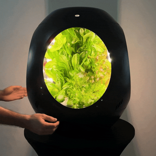 Lettuce Mix