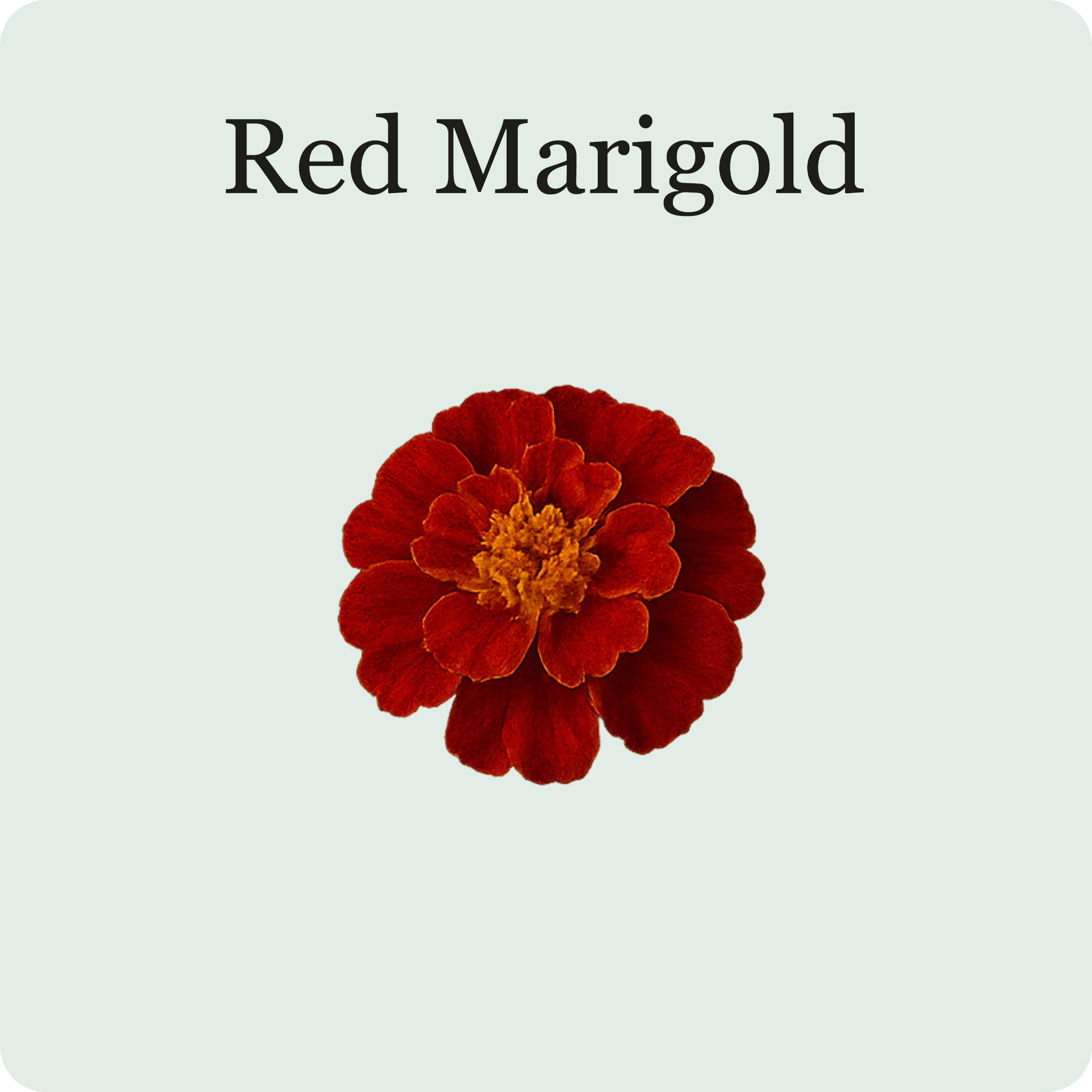 Edible Flower Mix – Plantaform