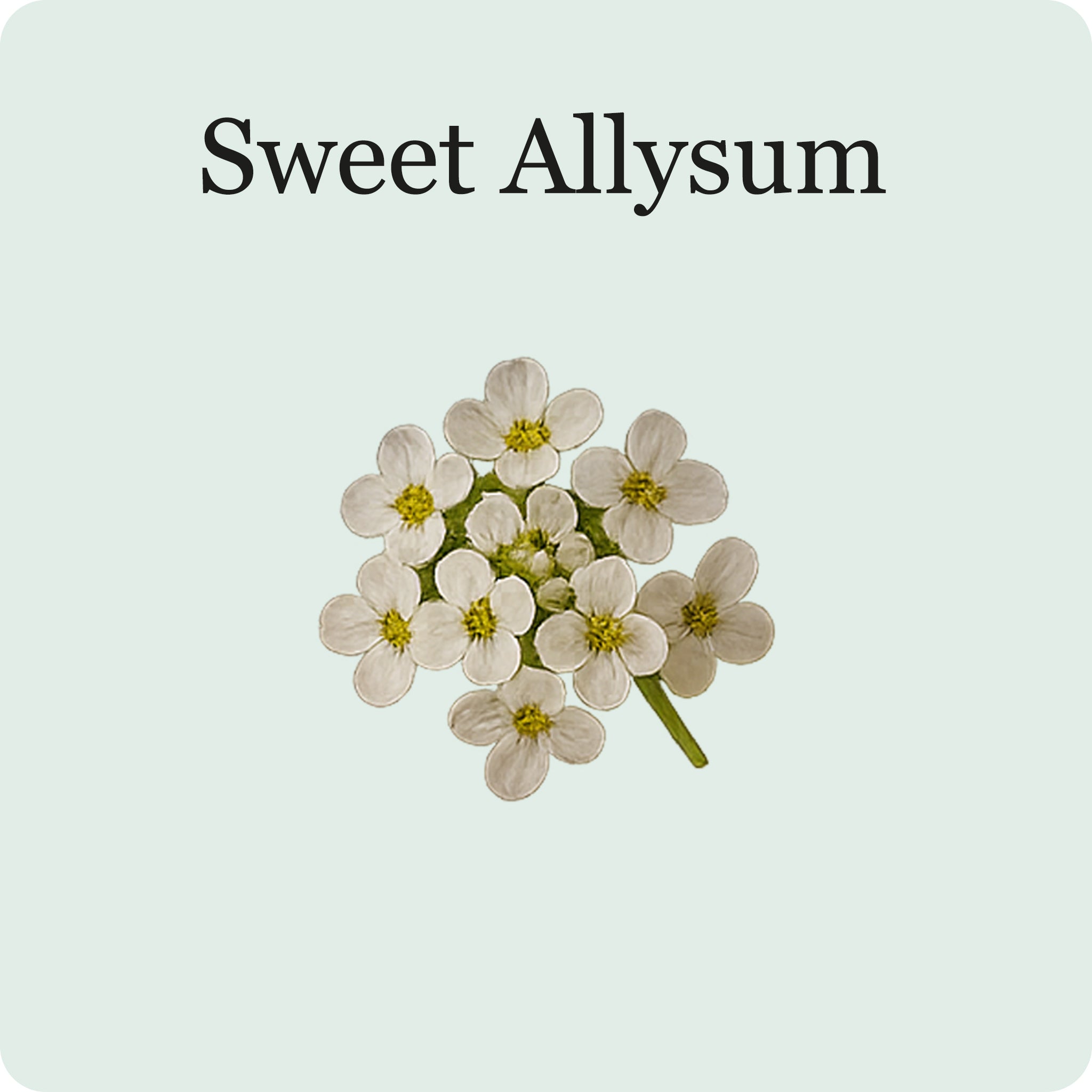 Edible Flower Mix