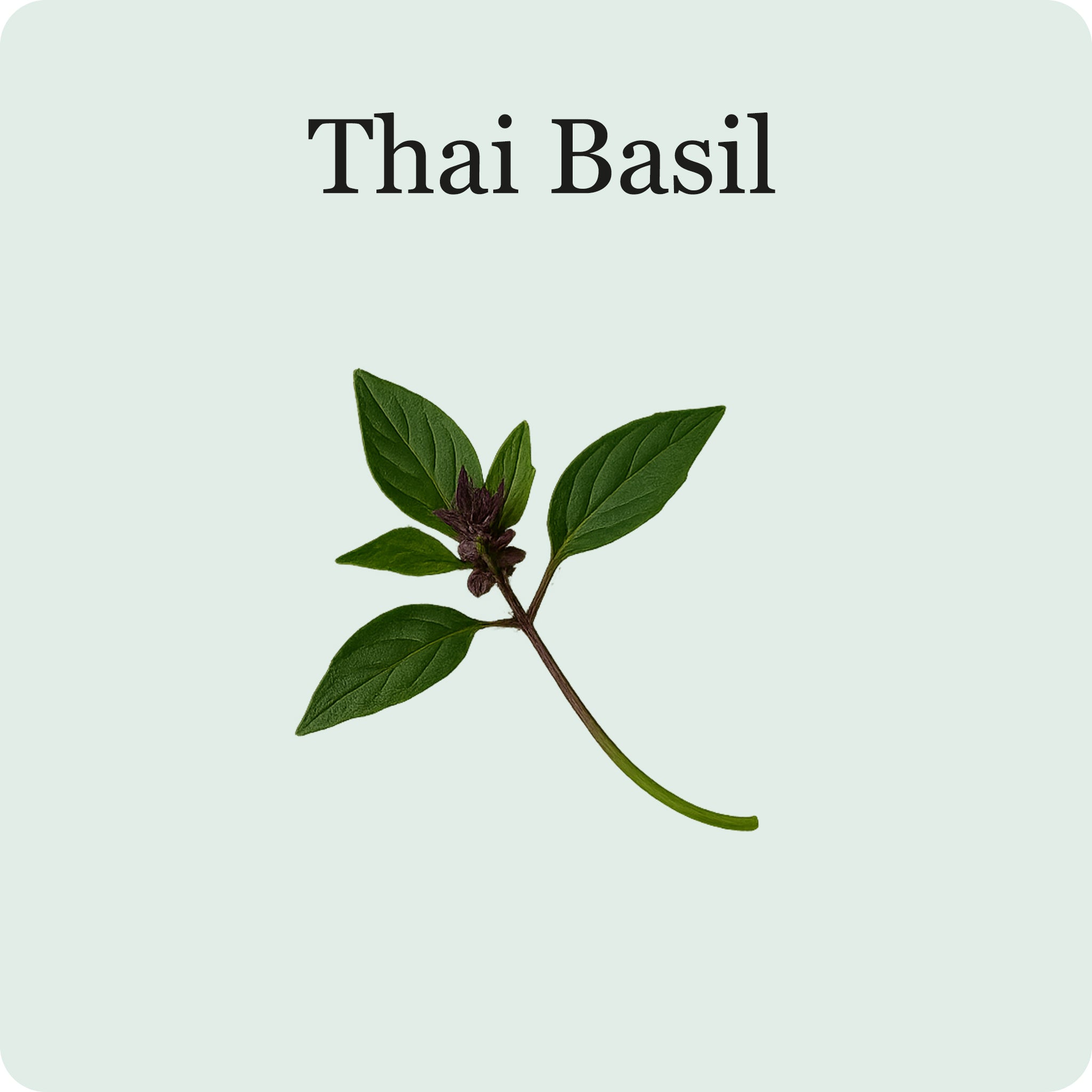 L'essentiel des Herbes