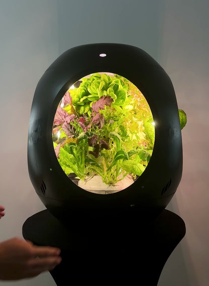 Mélange de salade fraîche